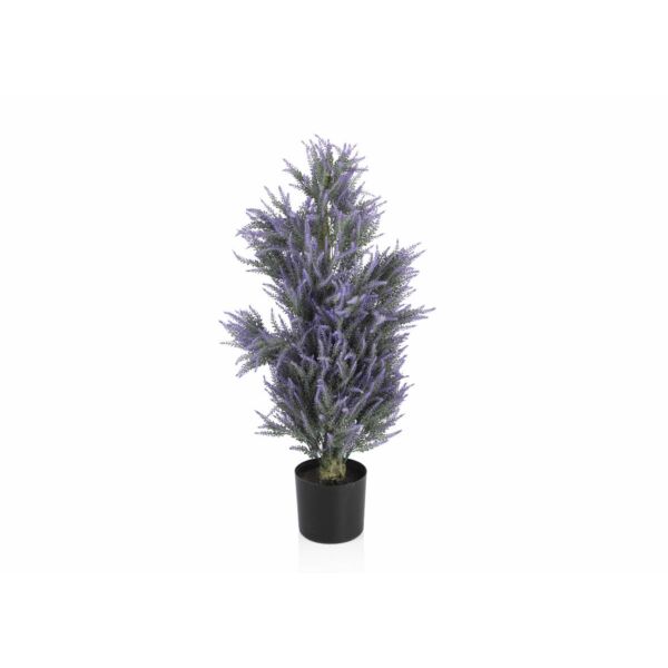baytonia_main product photo