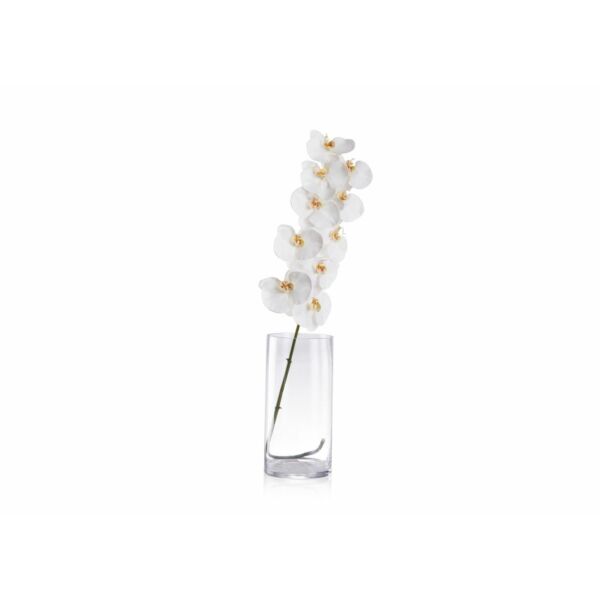 baytonia_main product photo