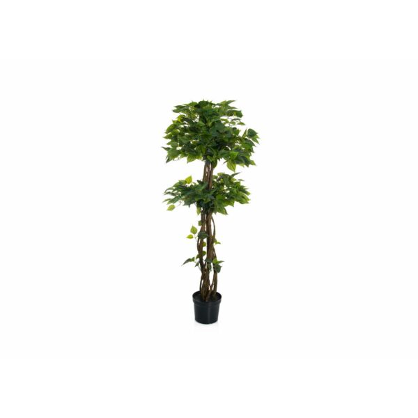 baytonia_main product photo