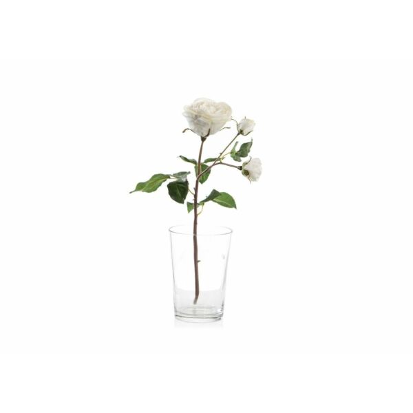 baytonia_main product photo