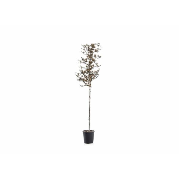 baytonia_main product photo