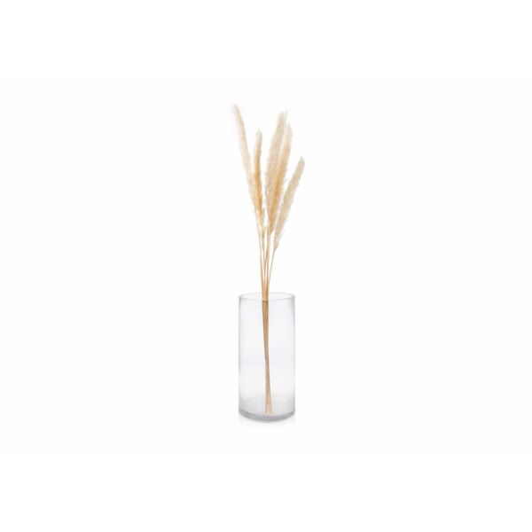 baytonia_main product photo