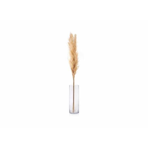 baytonia_main product photo