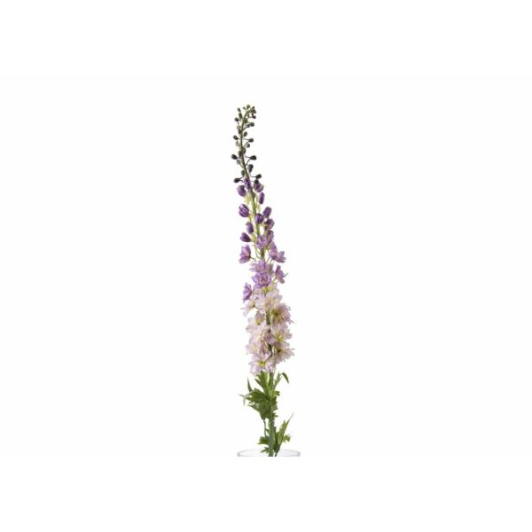 baytonia_main product photo