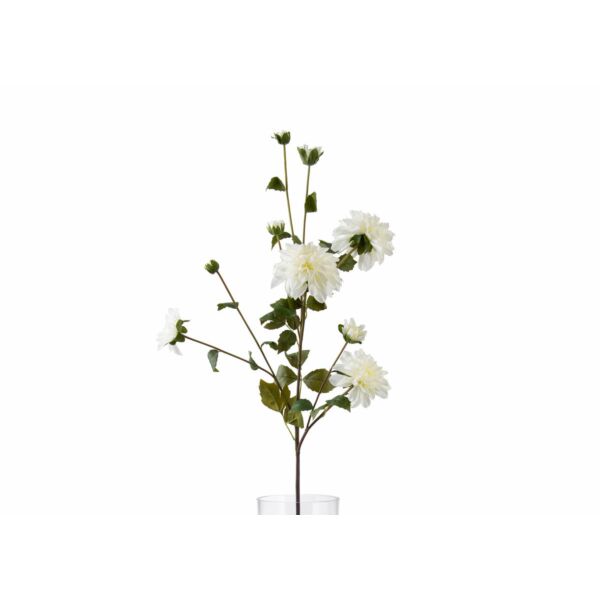 baytonia_main product photo