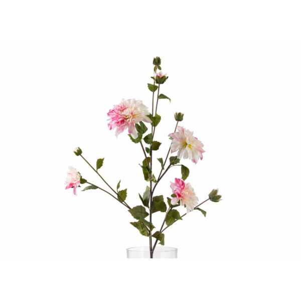 baytonia_main product photo