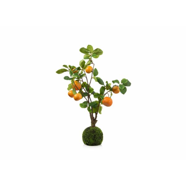 baytonia_main product photo