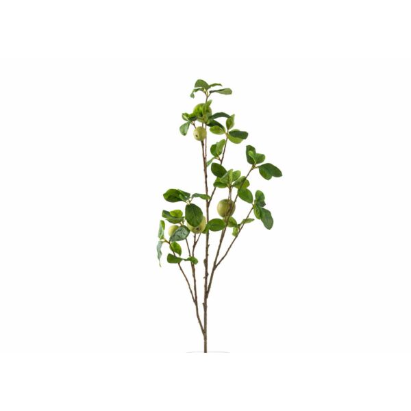 baytonia_main product photo