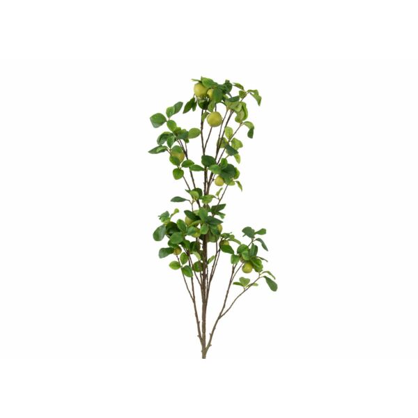 baytonia_main product photo