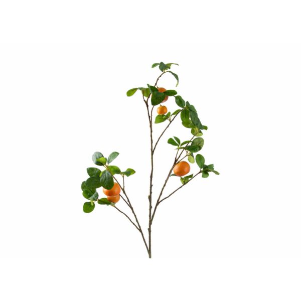 baytonia_main product photo
