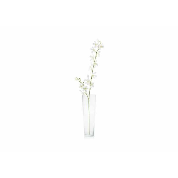 baytonia_main product photo