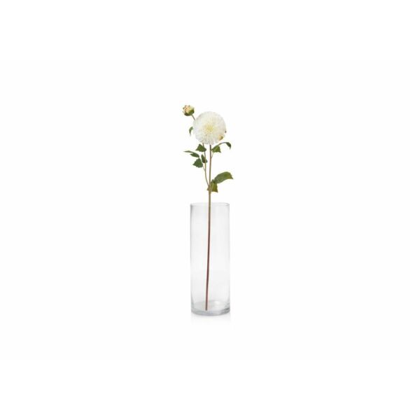 baytonia_main product photo