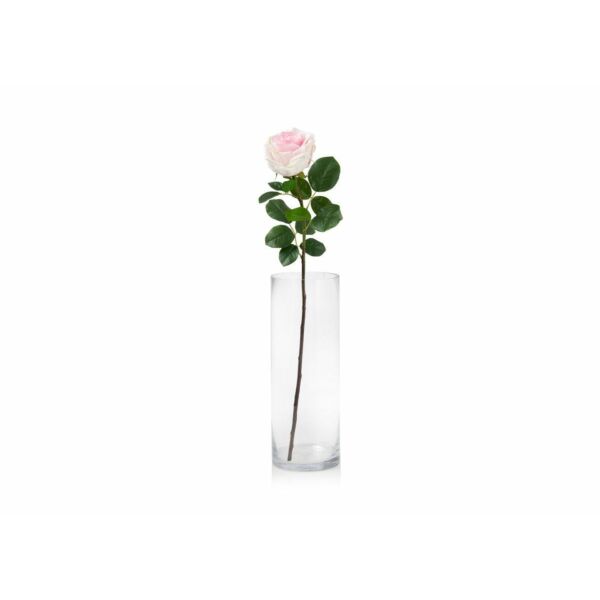 baytonia_main product photo