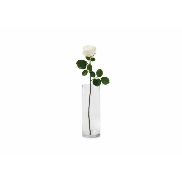 baytonia_main product photo