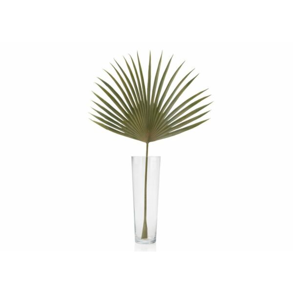 baytonia_main product photo