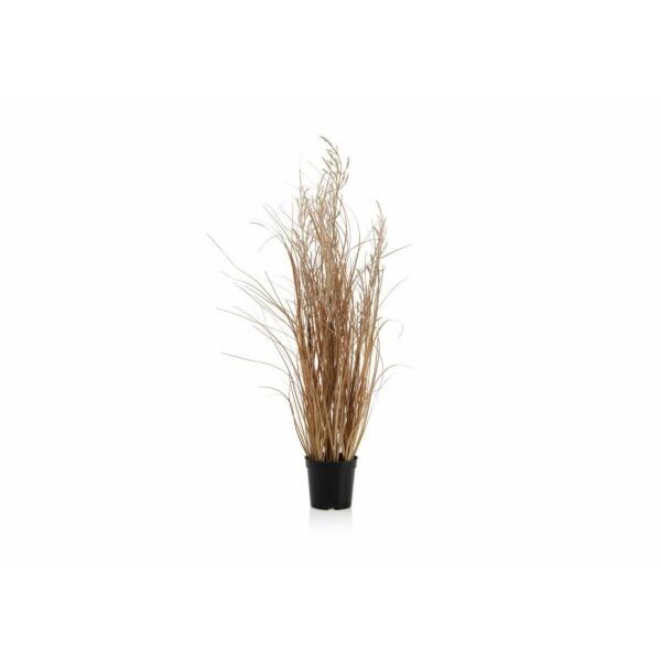 baytonia_main product photo