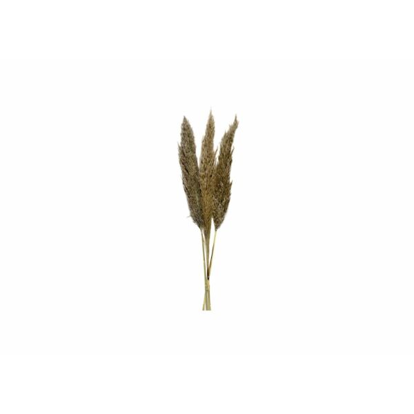 baytonia_main product photo