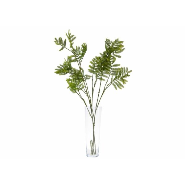 baytonia_main product photo