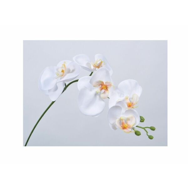baytonia_main product photo
