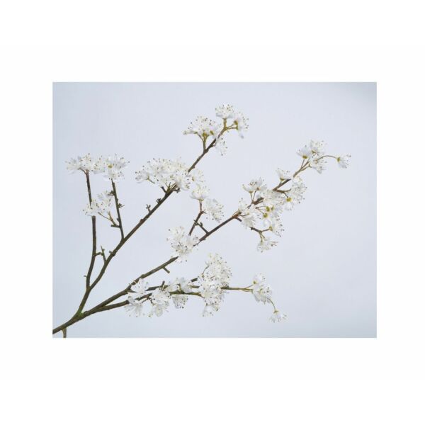 baytonia_main product photo