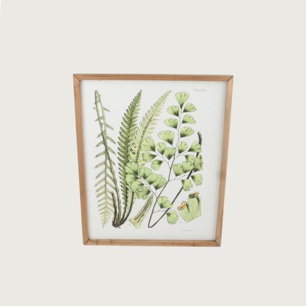 baytonia_main product photo