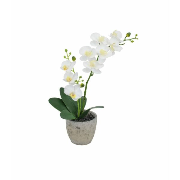 baytonia_main product photo