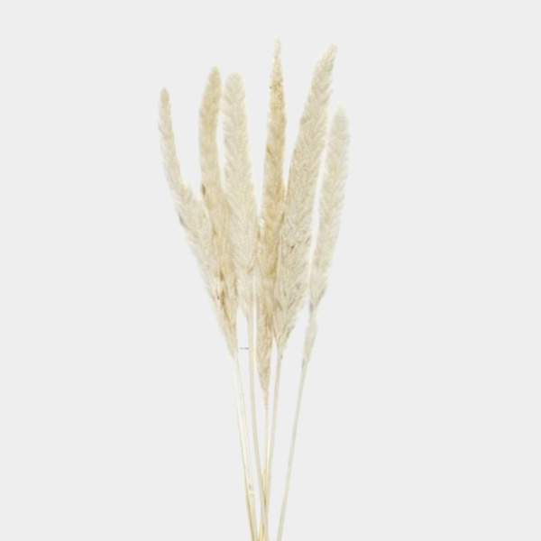 baytonia_main product photo