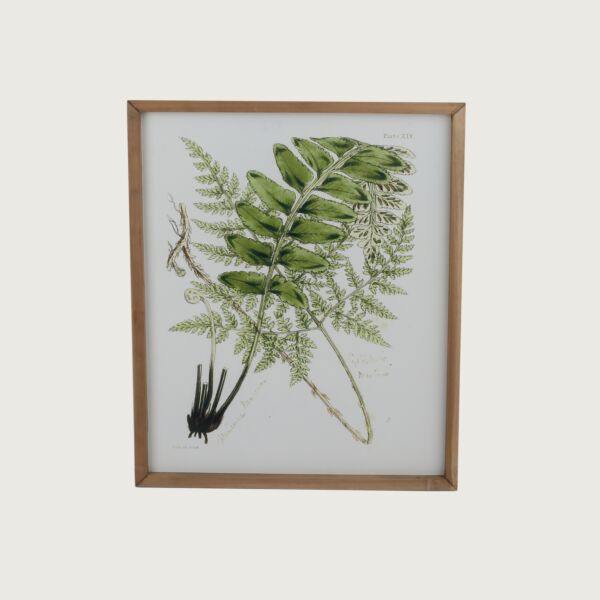 baytonia_main product photo