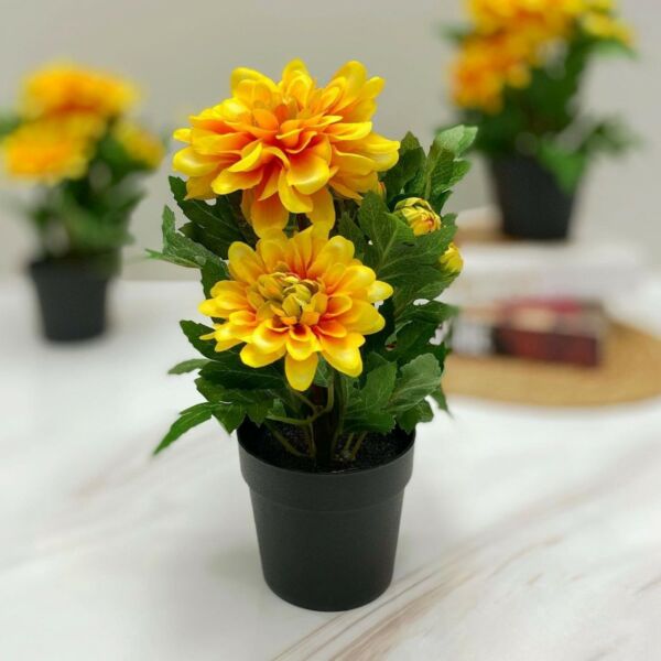 baytonia_main product photo