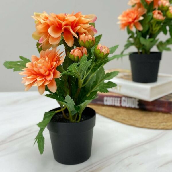 baytonia_main product photo