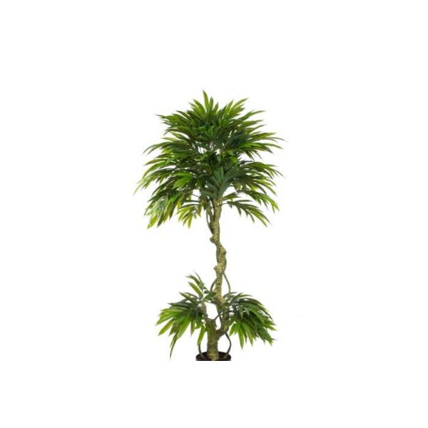 baytonia_main product photo