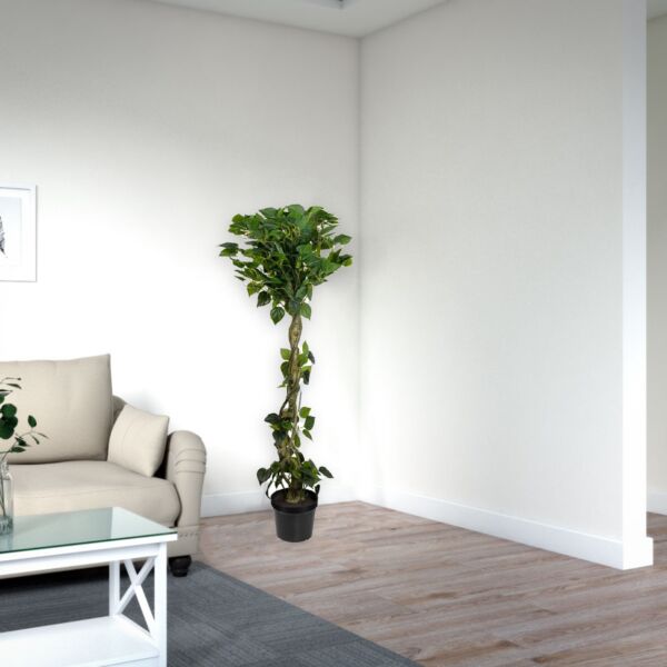 baytonia_main product photo