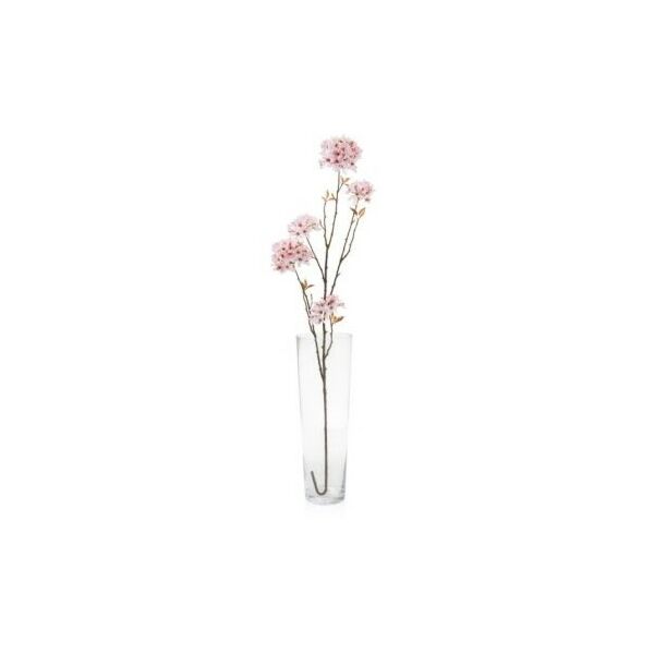 baytonia_main product photo