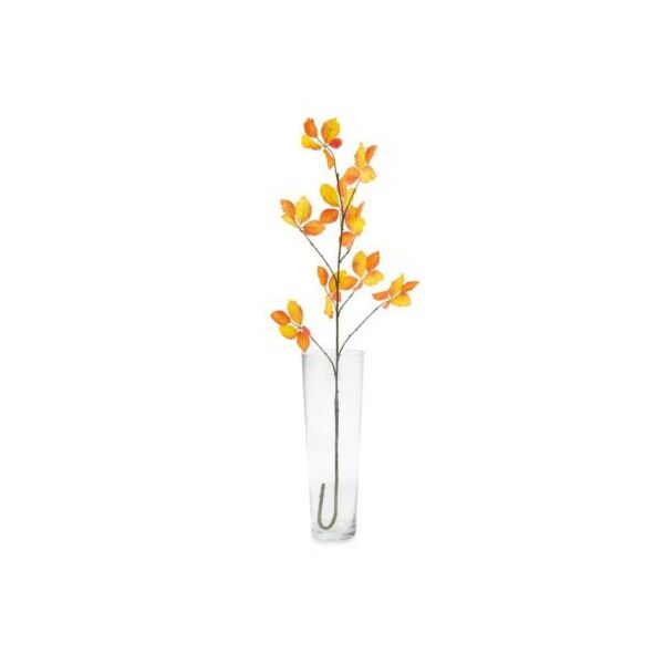 baytonia_main product photo
