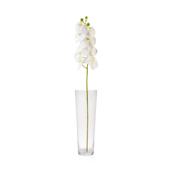 baytonia_main product photo