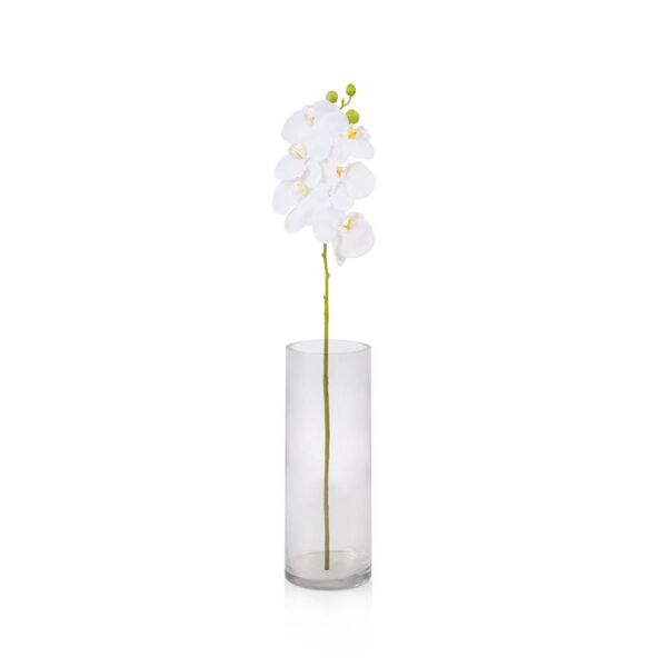 baytonia_main product photo