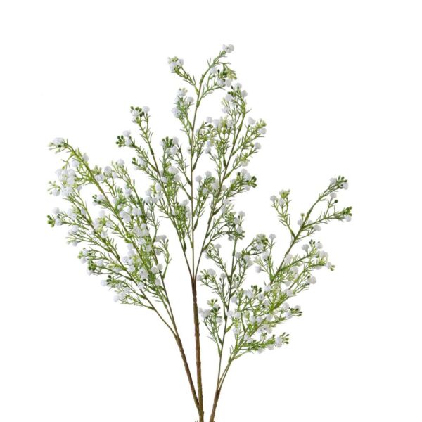 baytonia_main product photo