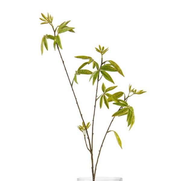 baytonia_main product photo
