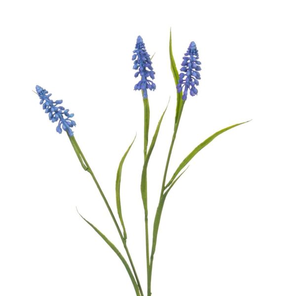 baytonia_main product photo