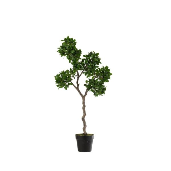 baytonia_main product photo
