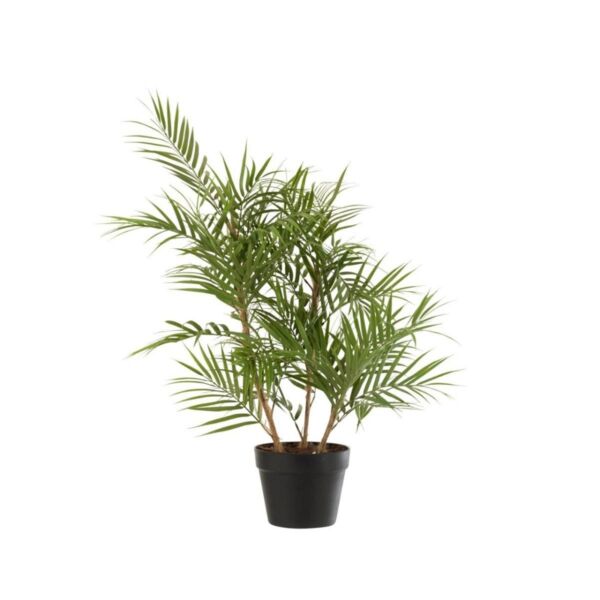 baytonia_main product photo