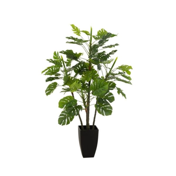 baytonia_main product photo