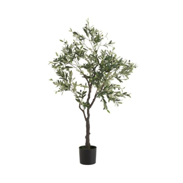 baytonia_main product photo