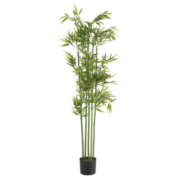 baytonia_main product photo