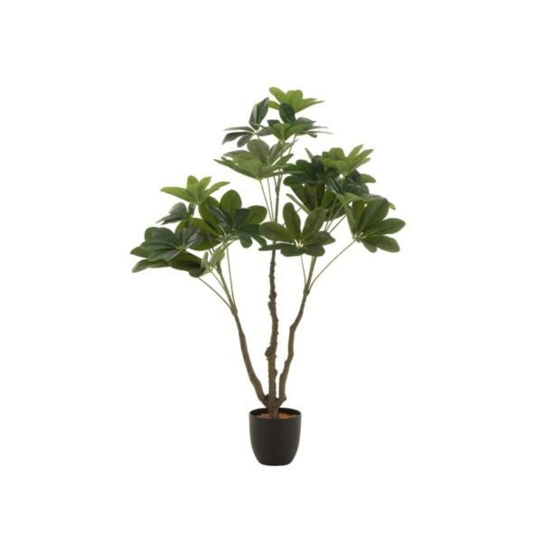 baytonia_main product photo