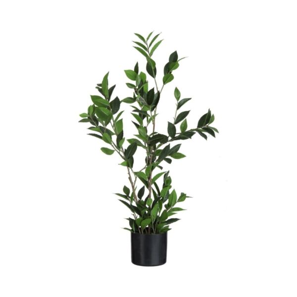 baytonia_main product photo