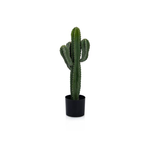 baytonia_main product photo