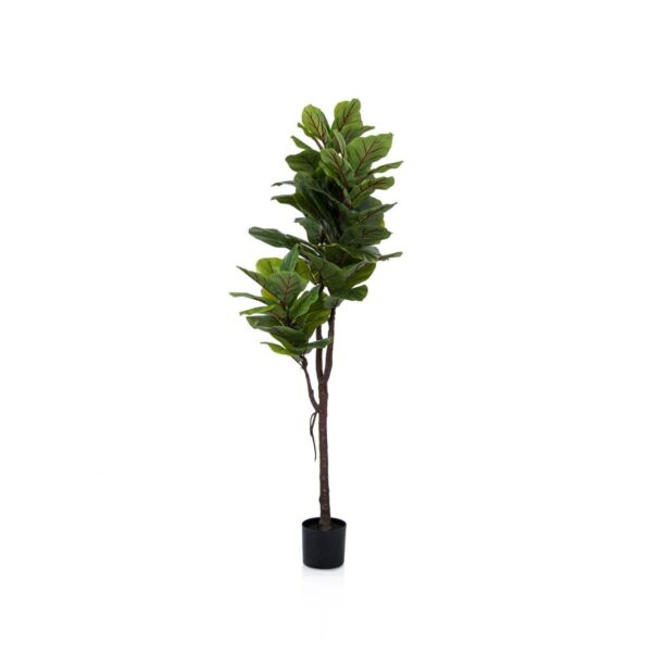 baytonia_main product photo