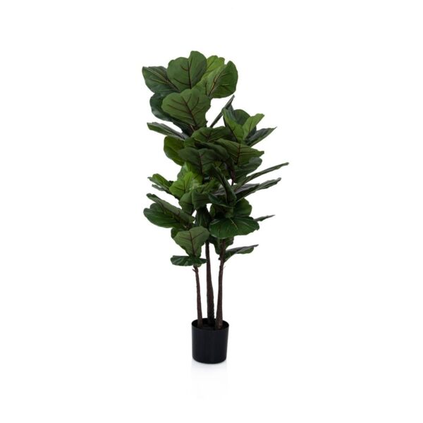 baytonia_main product photo