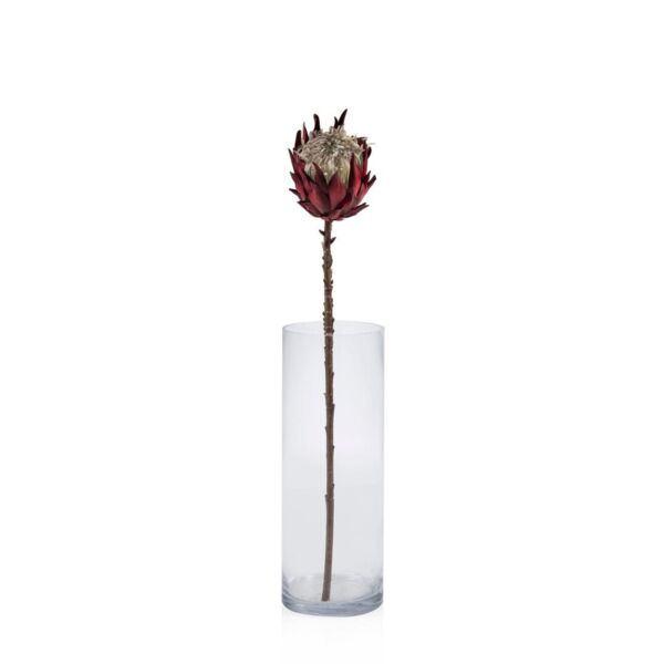 baytonia_main product photo